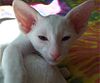 Oriental Shorthair