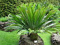 Encephalartos msinganus furnas 2015.jpg