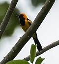 Orange-crowned Oriole - Darién - Panama (48444344772).jpg