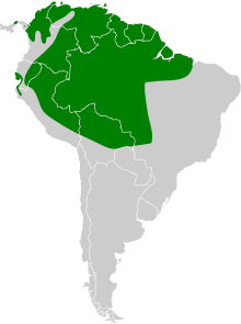Chaetura brachyura map.svg