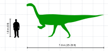 A silhouette drawing of Plateosaurus in lateral view, and a human male. The dinosaur is depicted as a biped. The 1.8-metre-tall (5.9 ft) human does not reach hip height of Plateosaurus.