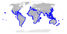 Sphyrnidae distribution map.svg