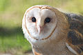 Barn Owl Closeup (17036360686).jpg