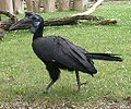 Dzioborozec abisynski Bucorvus abyssinicus RB1.jpg