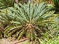 Encephalartos friderici-guilielmi, habitus, Manie van der Schijff BT, a.jpg