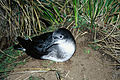 Hutton's shearwater (DOC).jpeg