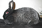 Eithel, black Silver Fox doe.jpg