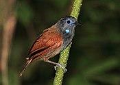 Chestnut-winged Babbler, Danum Valley, Borneo (5836179271).jpg