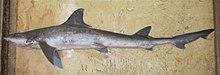 Mustelus mosis phuket.jpg
