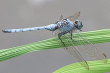 Tough Skimmer Orthetrum brachiale 6484.jpg
