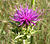 Silybum marianum 2003-04-07.jpg