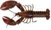 Clawed lobster