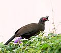 Chachalaca Vientre Castaño (15954400939) (cropped).jpg