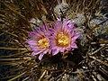 Stenocactus coptonogonus 002.jpg