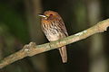 White-whiskered Puffbird.jpg