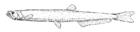 Diplophos rebainsi (Elongate lightfish).gif