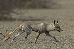 Indian Desert Fox (Vulpes vulpes pusilla) Tal Chappar Rajasthan India 14.02.2013.jpg