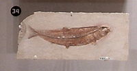Leptolepis dubia cm4694.jpg