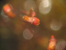 Dicranella varia sporogon.jpeg