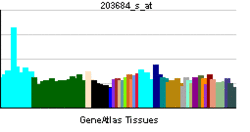 PBB GE BCL2 203684 s at.png