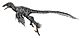 Graciliraptor.jpg