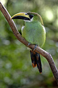 Aulacorhynchus prasinus -perching on branch-8a.jpg