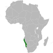 Ammomanopsis grayi distribution map.png