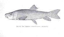 FMIB 34234 Sucker (Chasmistes horus).jpeg