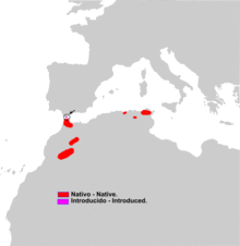 Macaca sylvanus range map.png