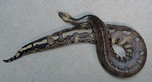 Python curtus.jpg