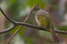 Striated Bulbul West Sikkim Khangchendzonga National Park West Sikkim India 18.02.2016.jpg