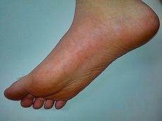 Human male foot.jpg