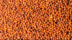Ragi (Eleusine coracana) BNC (cropped).png