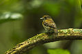 Rufous-sided Broadbill - Kakum NP - Ghana 14 S4E1870 (16011497450).jpg