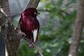 Xipholena punicea -Miami Metrozoo -male-8a.jpg