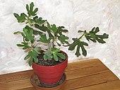 Ficus carica bonsai A D120701.jpg