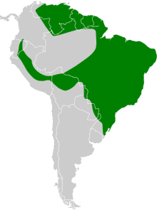 Calliphlox amethystina map.svg