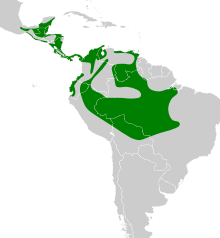 Notharchus hyperrhynchus map.svg