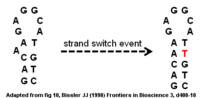 Collagen-gene-strand-switch.gif