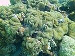 Meandrina meandrites - maze coral - Bay of Pigs - Cuba.jpg