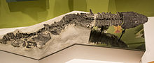 Greererpeton - Cleveland Museum of Natural History.jpg