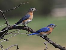 Sialia sialis -Michigan, USA -pair-8c.jpg
