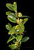Buisfleurs.jpg