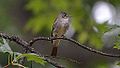 Eastern Wood-Pewee (8463727496).jpg