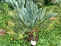 Encephalartos dolomiticus, Manie van der Schijff BT.jpg