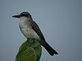 Grey Kingbird ( Aves ).jpg