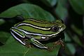 Heterixalus rutenbergi01.jpg
