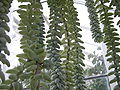 Sedum morganianum 'Burrito' c-3098 - 02.jpg