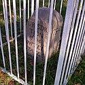 Boundary Stone (District of Columbia) NE 5.jpg