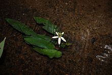 Barclaya longifolia in Thailand.jpg